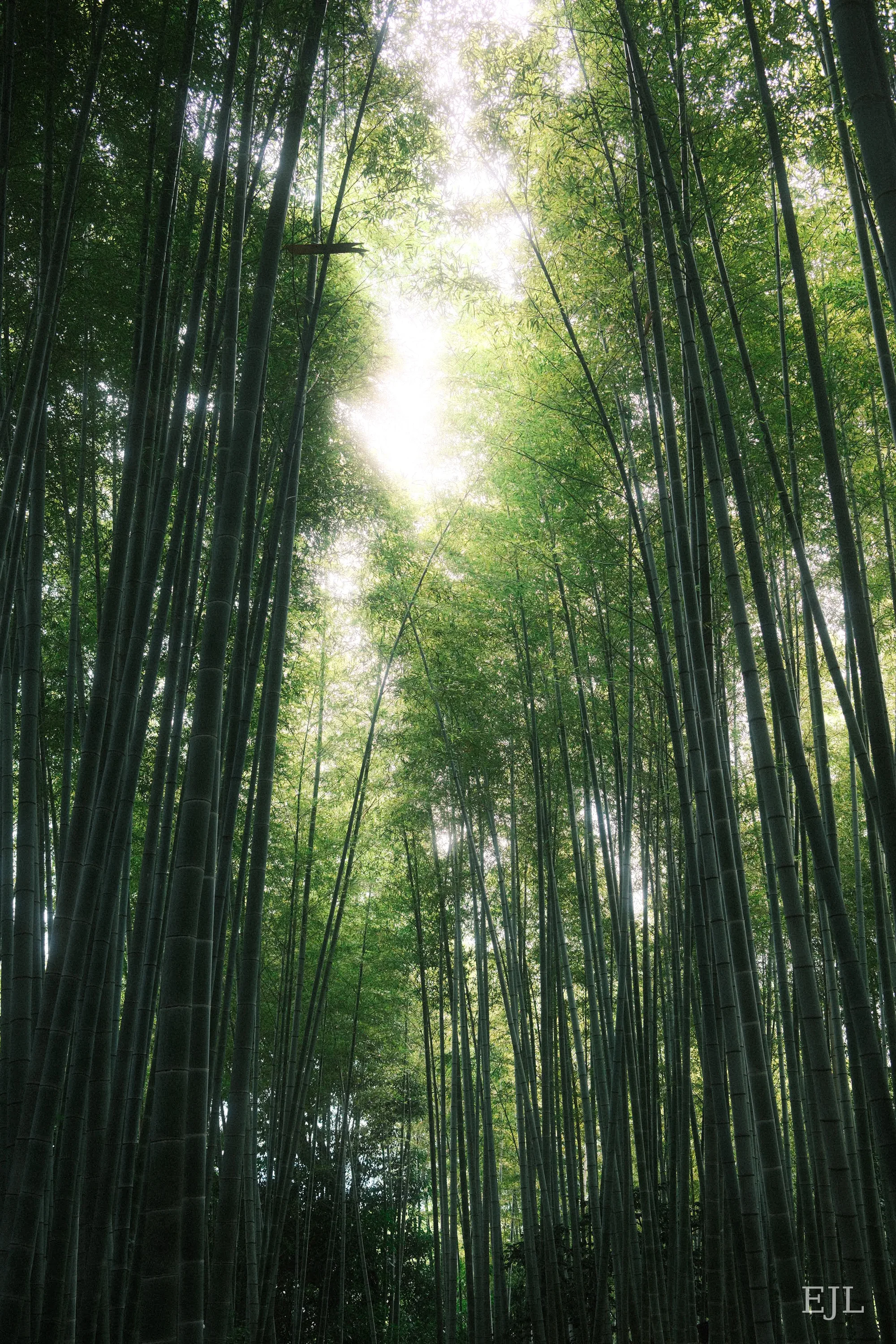 Sunlight filtering through tall bamboo stalks and a canopy of green leaves
