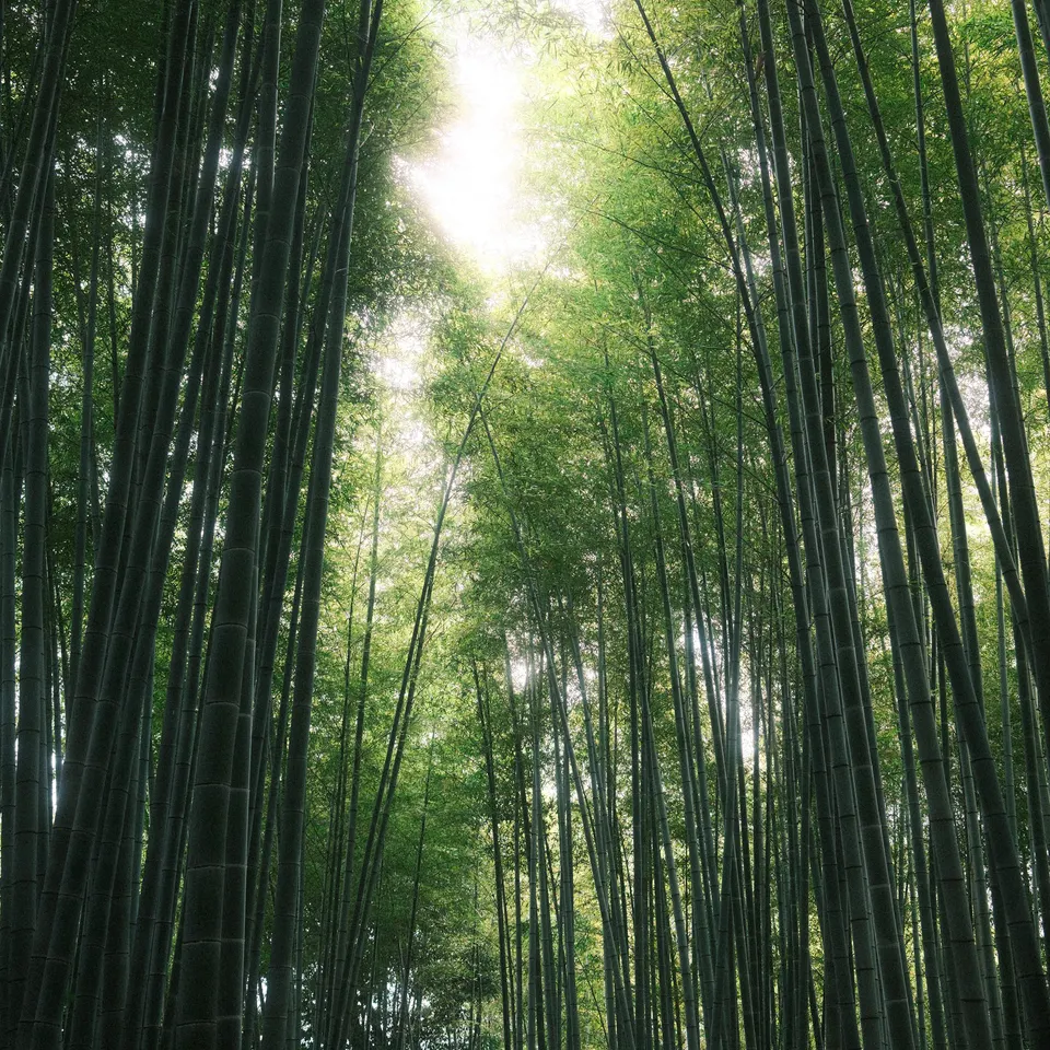 Sunlight filtering through tall bamboo stalks and a canopy of green leaves