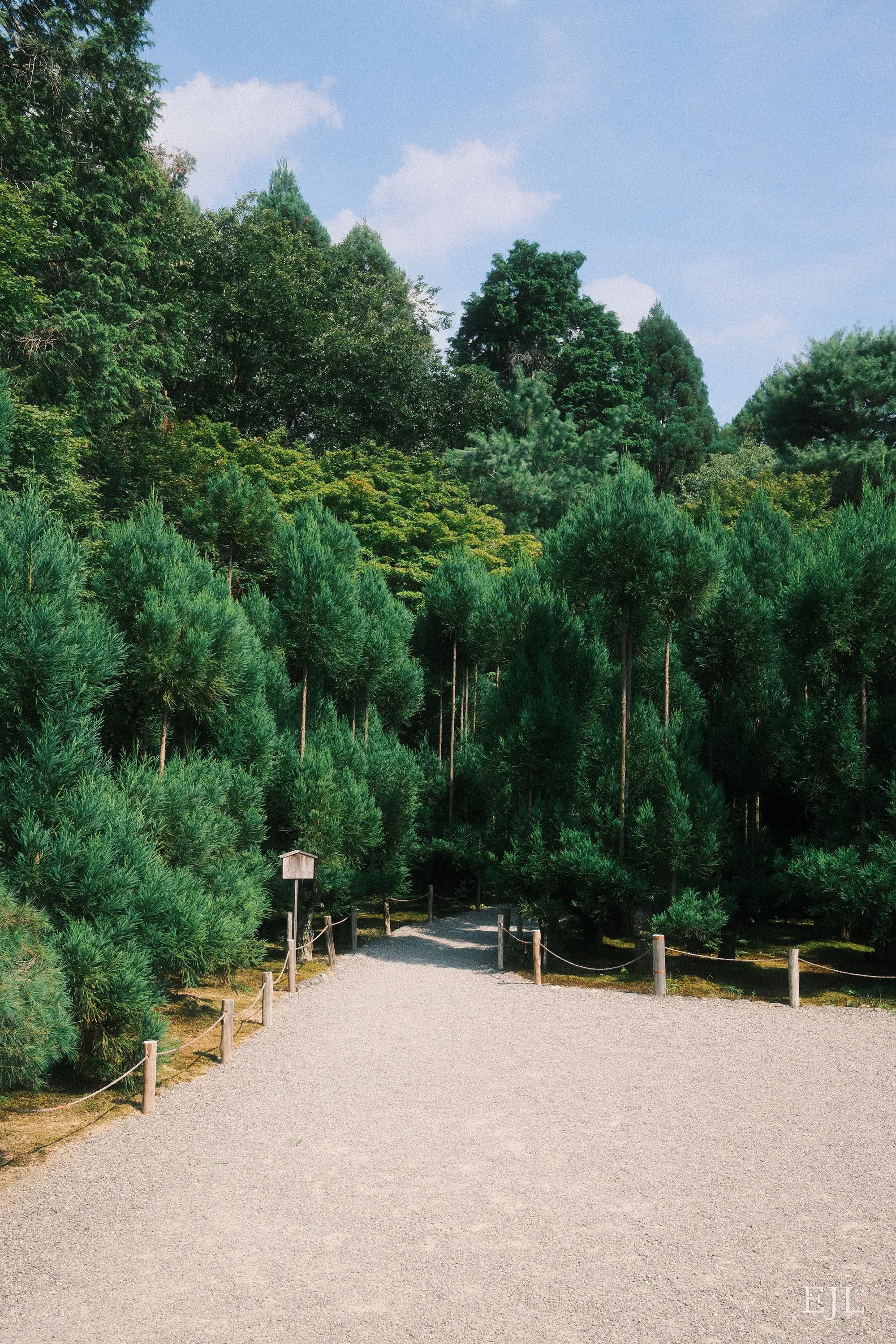Forest Entry