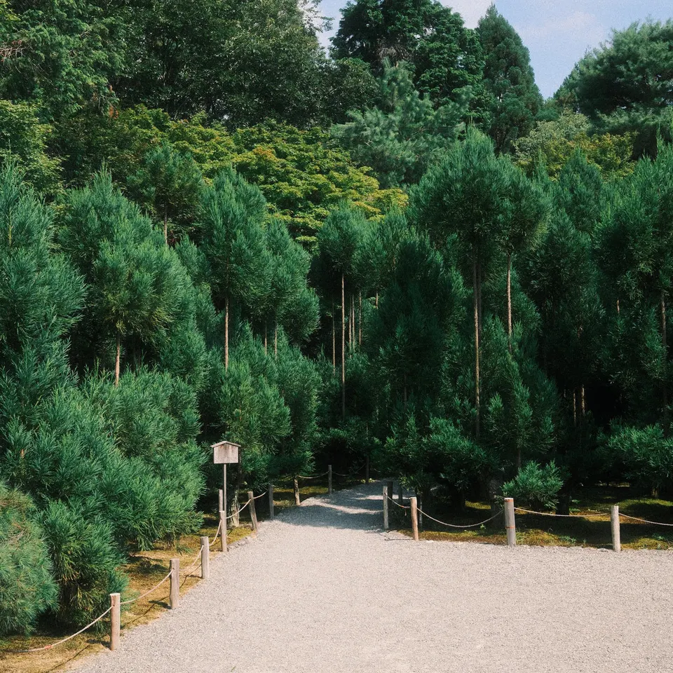 A pale gravel path leading into dense green trees through a rope-lined entrance